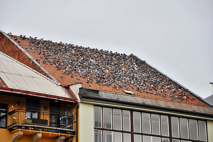 A2B Pest Control are able to install spikes to deter birds from roofs in Oakengates. 