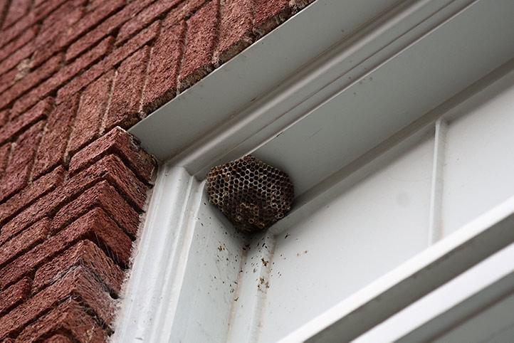 We provide a wasp nest removal service for domestic and commercial properties in Oakengates.